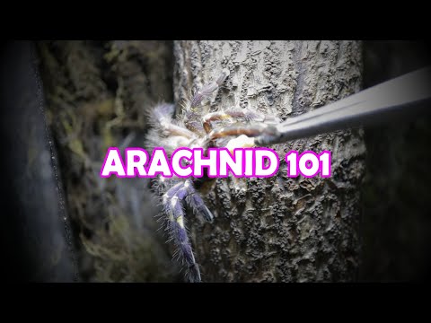 Arachnid 101 for Neophyte | Vlog#23