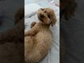 何みてめてんの?この犬