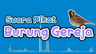 Download Lagu Suara burung gereja jernih MP3