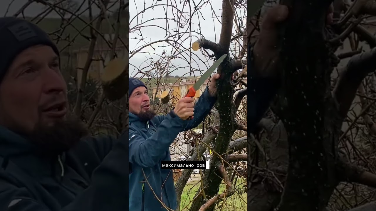 Зачем нужна обрезка на пенек