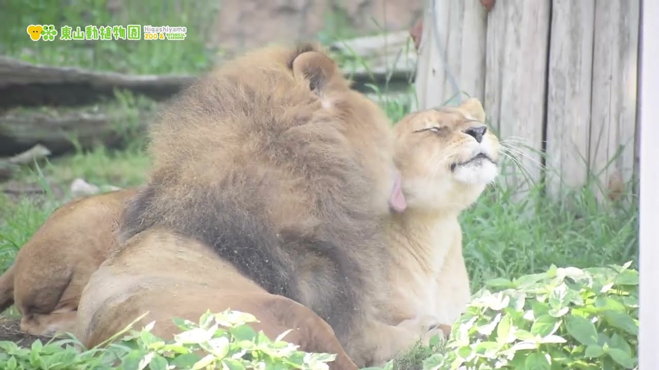 東山動植物園公式】サンとルナ（2022.5.4撮影）《 ライオン 》 - YouTube