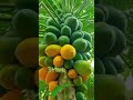 Top 4 Papaya Varieties In The World