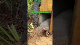 Researchers release “Stacey” a Giant Armadillo back into the wild after a quick check up!