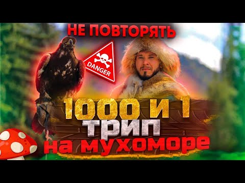 1000 и 1 трип на мухоморе. 2 года трипов. Мой опыт. Не повторять!