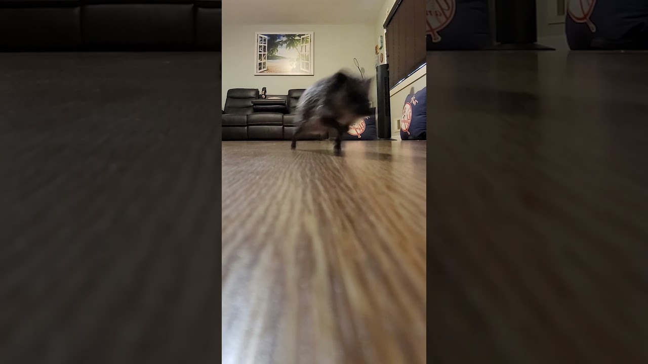 Hedgehog running sounds like a helicopter 😲 (🎥: ViralHog)