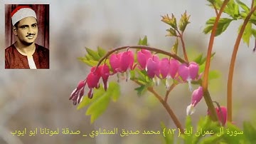 أفغير دين الله يبغون وله أسلم من في السماوات والأرض _ سورة آلعمران آية { ٨٣ }  المنشاوي