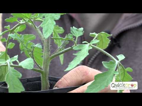 Video: Handy - a plant that can do a lot