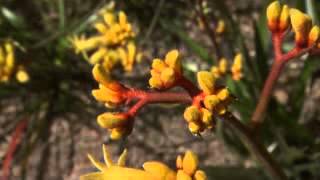The Garden Gurus - Kangaroo Paws
