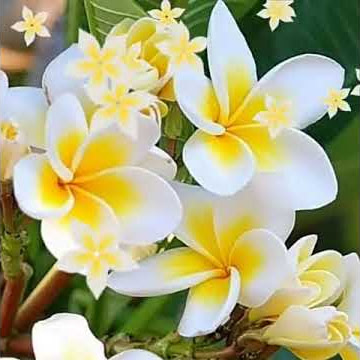 Palapoovithalil...