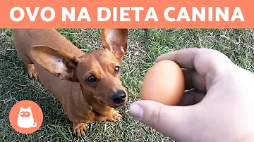 Como usar casca de ovo para cachorro?