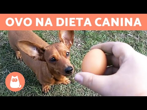 Vídeo: Os Cães Podem Receber Ovos?