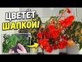 ЖАЛЕЮ, что раньше так не выращивала БЕГОНИЮ! Цветёт шапкой всё лето