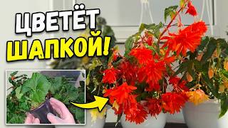 ЖАЛЕЮ, что раньше так не выращивала БЕГОНИЮ! Цветёт шапкой всё лето