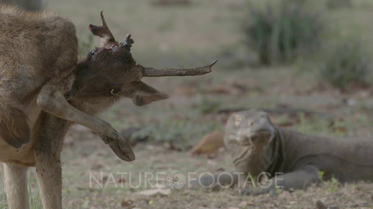 A rusa deer feeding with a komodo dragon in the background