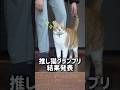 ついに頂点へ!殿堂入りを果たした猫がこちら #猫武将 #元野良猫チャチャ #ねこ #ゆるめにたのむ #推し猫グランプリ