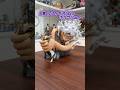 【一番くじ】ナス寿郎聖とエッグヘッド~Burst of Energy~ #ワンピース #フィギュア #figure #onepiece #shorts