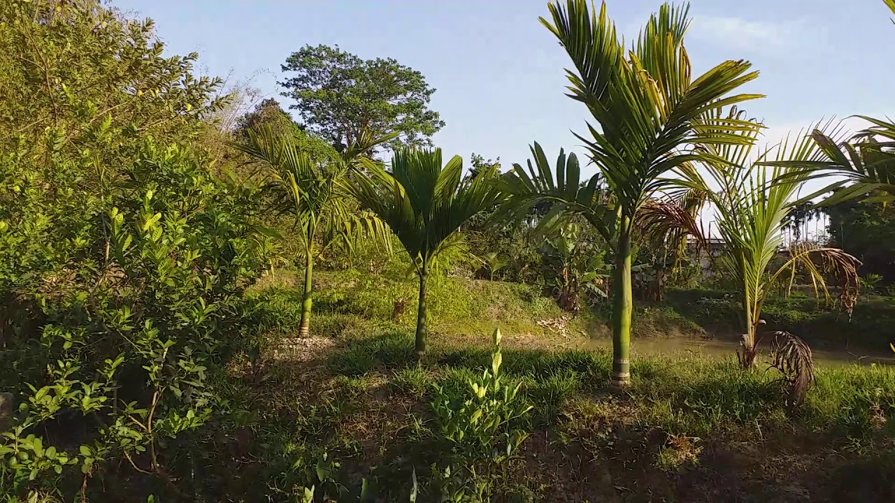 Evening ,standard weather