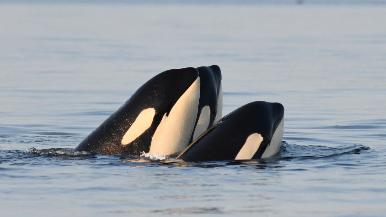 SRKWs Socializing with Multiple Spyhops