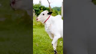 Angry Bull | Angry Cow | Qurbani Show | Athra Dand | Dangerous Bull Qurbani 2023 | Khatarnak bull