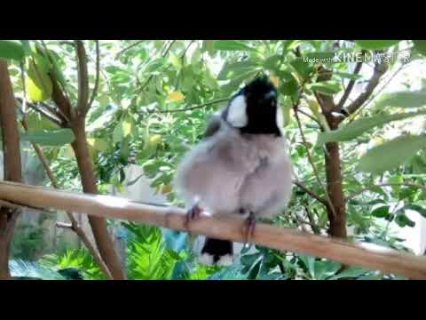 تغريد البلابل مع صور طبيعية 