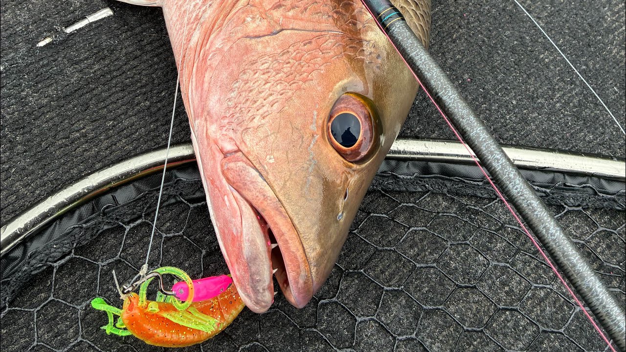 Крупные ставриды в одном и том же водостоке. Ключ к успеху — глубоко залегающая пластиковая крошка.