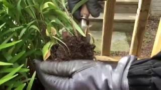 Transplanting Asiatic Lilies! Episode 1 #howtoplant