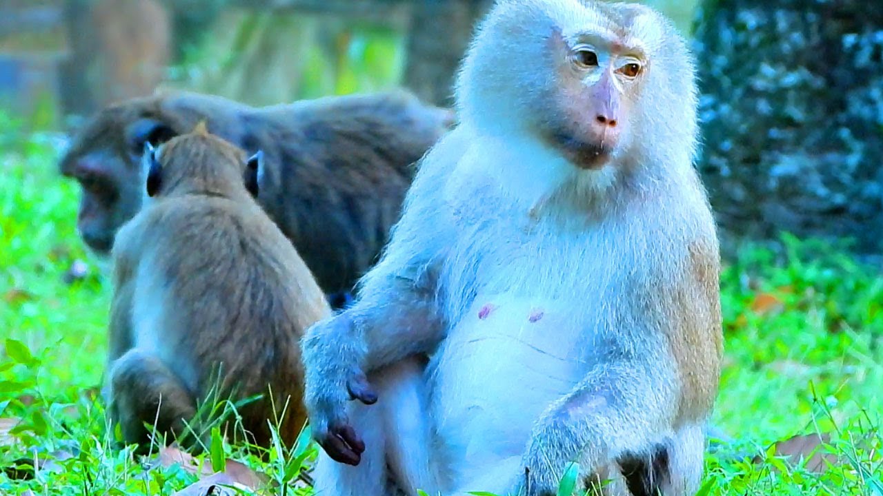 Monkey Teresa sit and watch little monkeys playing along pond - YouTube