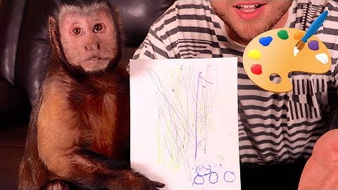 Capuchin Monkey Drawing!