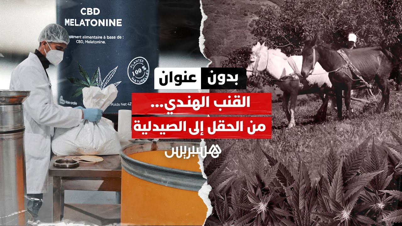 بدون عنوان: القنب الهندي المغربي.. من الحقول التقليدية إلى رفوف الصيدليات