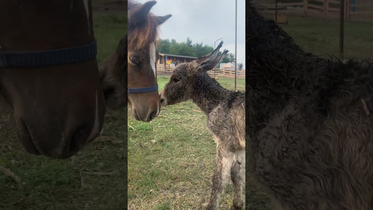 Newborn Donkey Meets a Horse – Cutest First Steps Ever! 