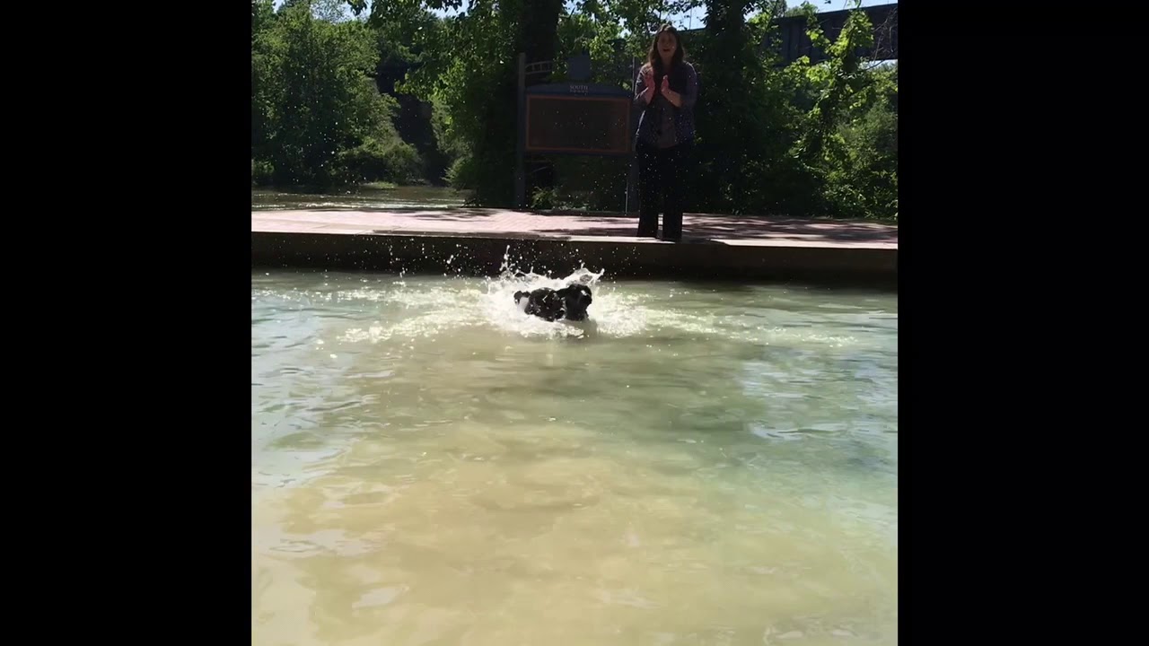 Labmaraner Puppy diving in