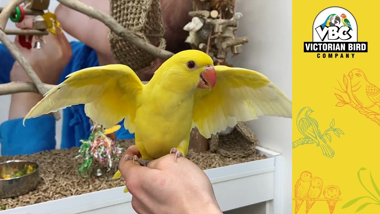 Current Pet Birds Hoppers Crossing Victorian Bird Co YouTube