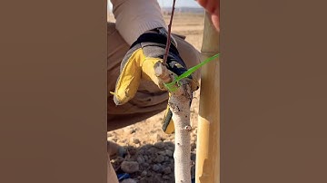 Pruning & Training pistachio trees | 🌳 UNDER SUN 2025 #undersun #pistachio #asmr #tree #pruning