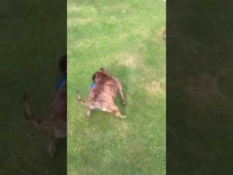 google dog toys Boomer Ball! The indestructible ball for dogs!