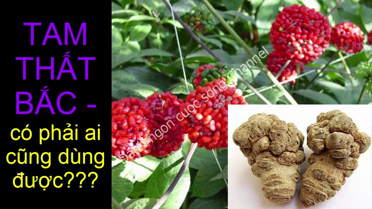 CÂY TAM THẤT BẮC 🌴🌱🌿- Có phải ai cũng có thể dùng được cây thuốc quý như nhân sâm này???