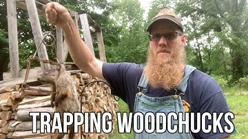 Trapping Woodchucks or Groundhogs with a Conibear Trap