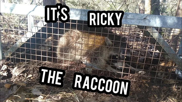 Ricky the raccoon