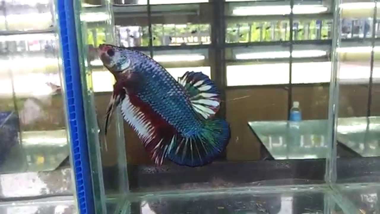 the biggest betta fish in the world