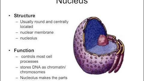 Cell Structure and Function Part 3