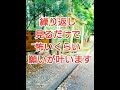 ブラックムーンの新月で、祈り誓いをすると叶うとされています！邪気を浄化してからすると更に宇宙に届きやすくなるので、浄化の動画貼っておきます🐉いつも有難うございます☘️やすらぎ 遠隔洗心