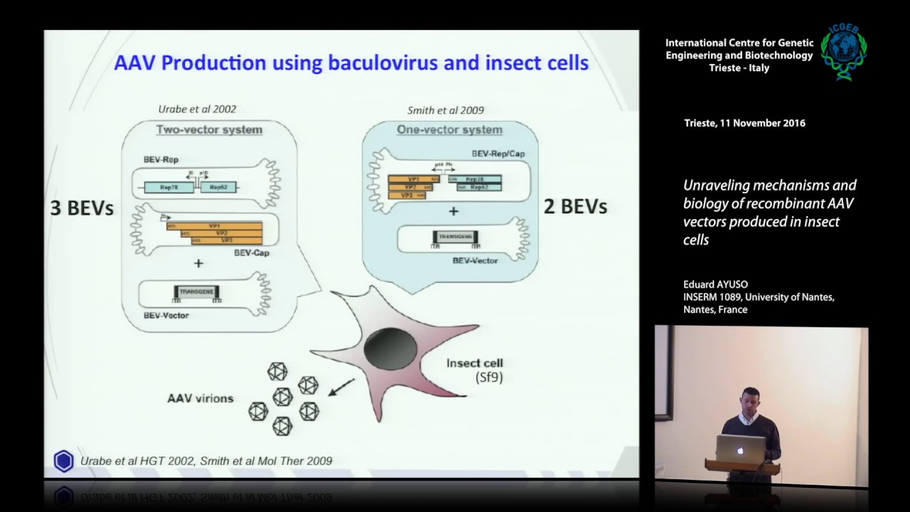 E. Ayuso - Unraveling mechanisms and biology of recombinant AAV vectors produced in insect cells