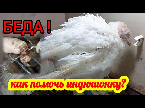 У ИНДЮКА ПРОБЛЕМА С ЛАПОЙ. ЧТО ЭТО? ЧТО ДЕЛАТЬ? ИНДЮШОНОК ПОСТОЯННО ПИЩИТ.