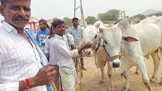 దవరకదర సతల రత తచచన కడల దగగర వయపరసతన బర Bulls Prices In Devarakadra Market
