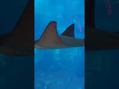 Dubai Aquarium and underwater zoo #shorts