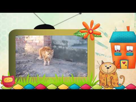 #Видео #клип #Коты и ... другие. Серия 11. #Видеоклип 'Коты и другие.... '