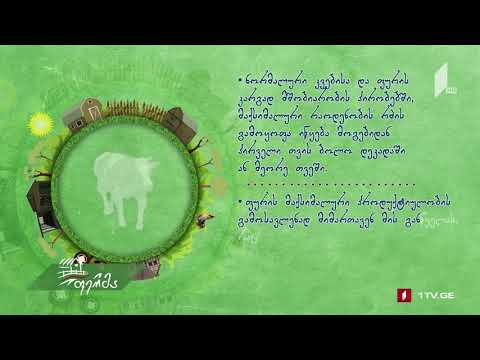 #უკეთრომაკეთო ფურის სარძეო პროდუქტიულობა