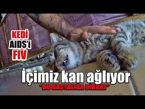 Video: Kedilerde FIV: Belirtileri, Nedenleri Ve Tedavisi