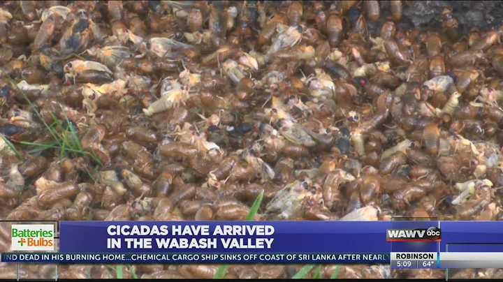 Emergence of Cicadas in the Wabash Valley