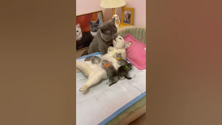 lovely cat couple kissing 😘