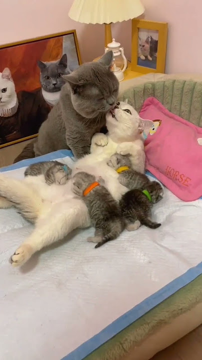 lovely cat couple kissing 😘
